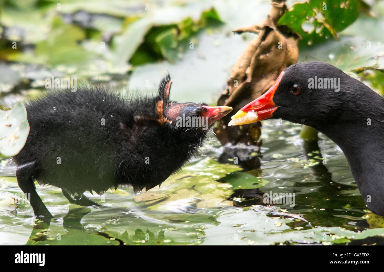 Moorhens start to nest build and sit, just weeks old the young still