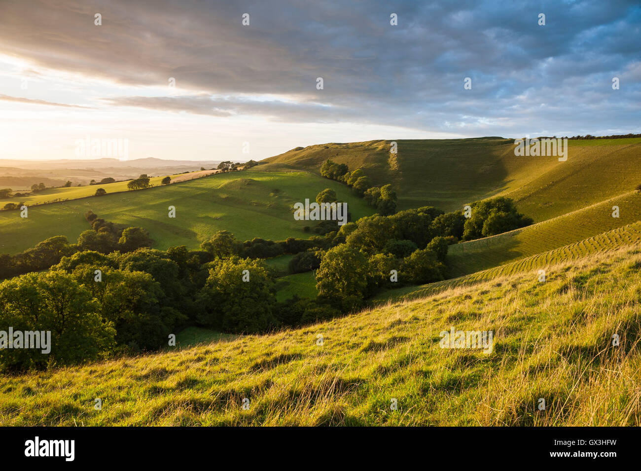 Askerswell, Dorset, UK. 15th Sep, 2016. UK Weather. Late afternoon sunshine illuminates the iron age hill fort of Eggardon Hill which sits above the village of Askerswell in Dorset. Picture Credit:  Graham Hunt/Alamy Live News Stock Photo