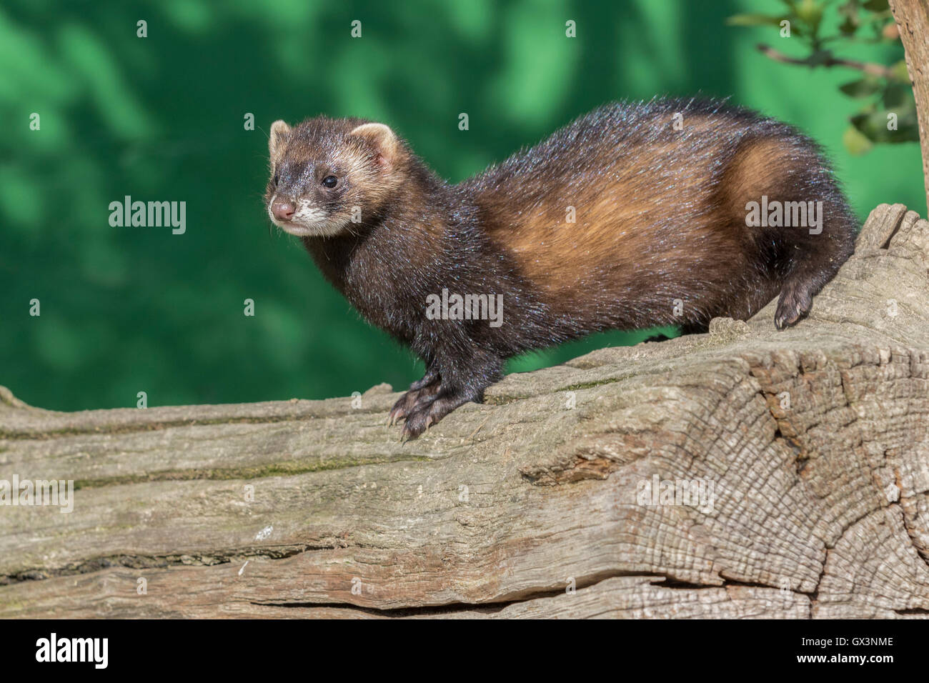 Polecat (Mustela putorius) close-up Stock Photo