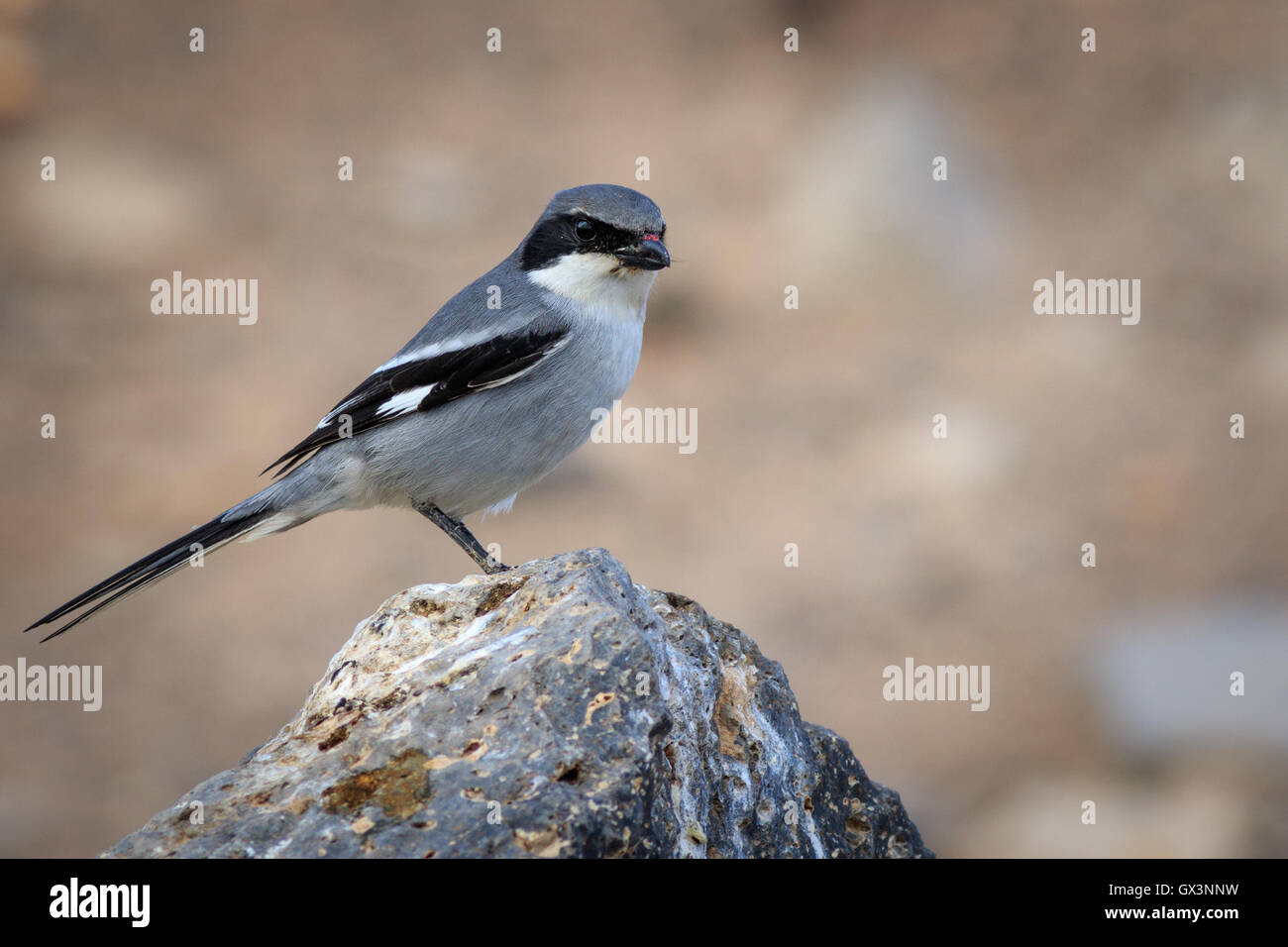 Southern Grey Shrike  (Lanius meridionalis) perched on a rock Stock Photo