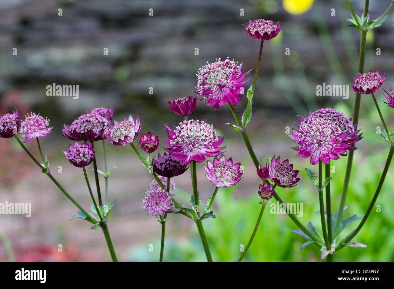 Red pincushion flowers of the hardy perennial masterwort, Astrantia major 'Moulin Rouge' Stock Photo