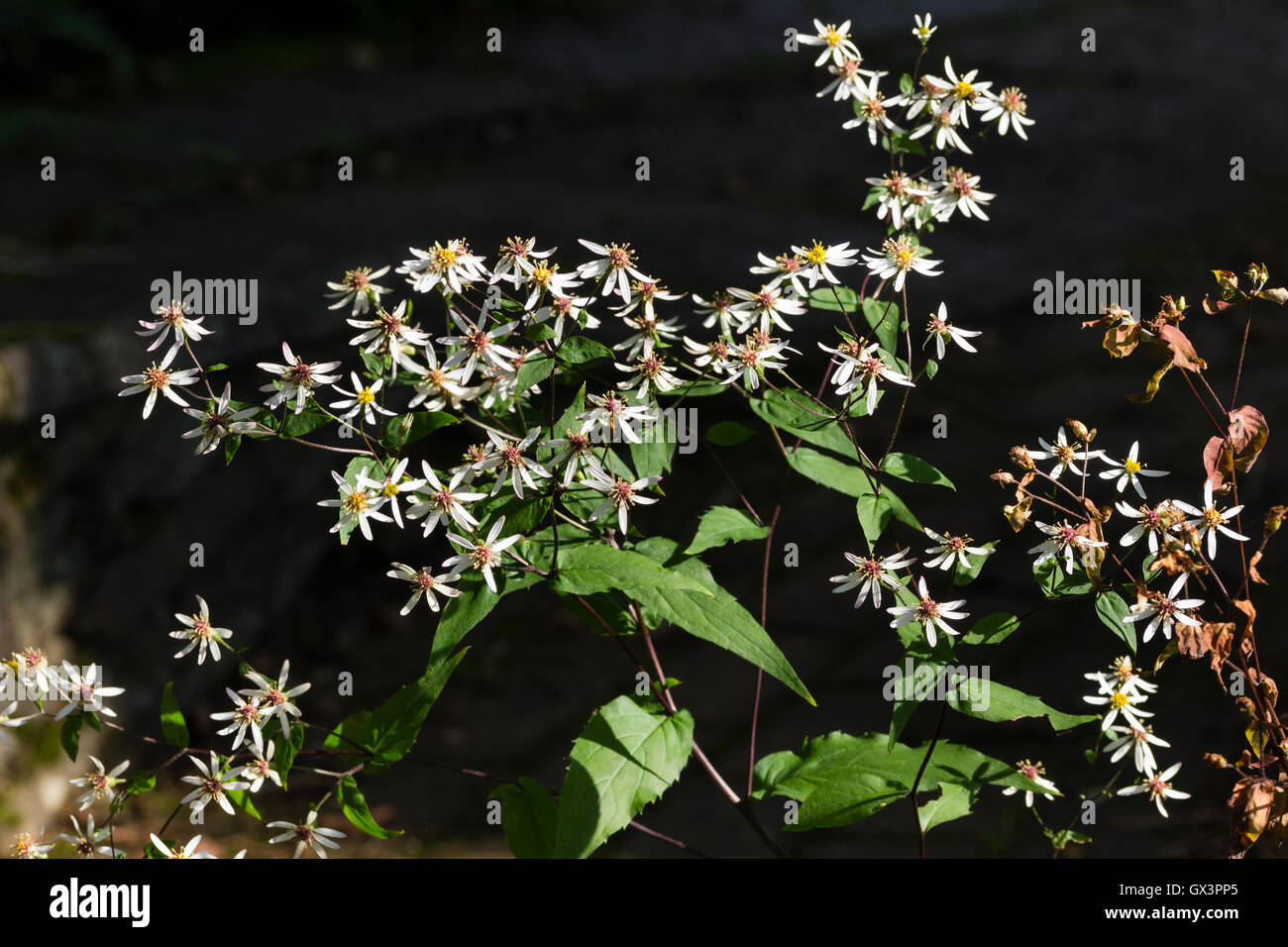 Sprays of small, white petalled daisy flowers of the perennial Eurybia divaricata (Aster divaricatus) Stock Photo