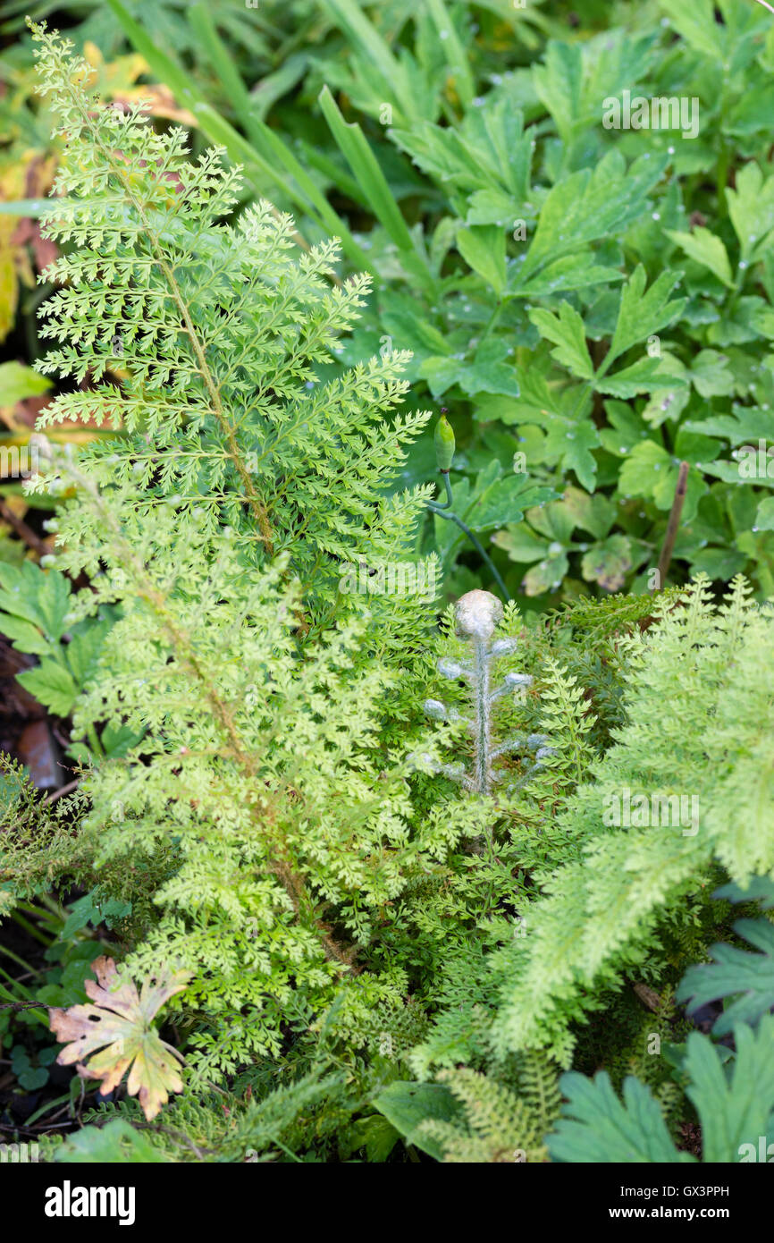 Delicately lacy fronds of the Plumoso-multilobum group hard shield fern, Polystichum setiferum 'Mrs Goffey' Stock Photo