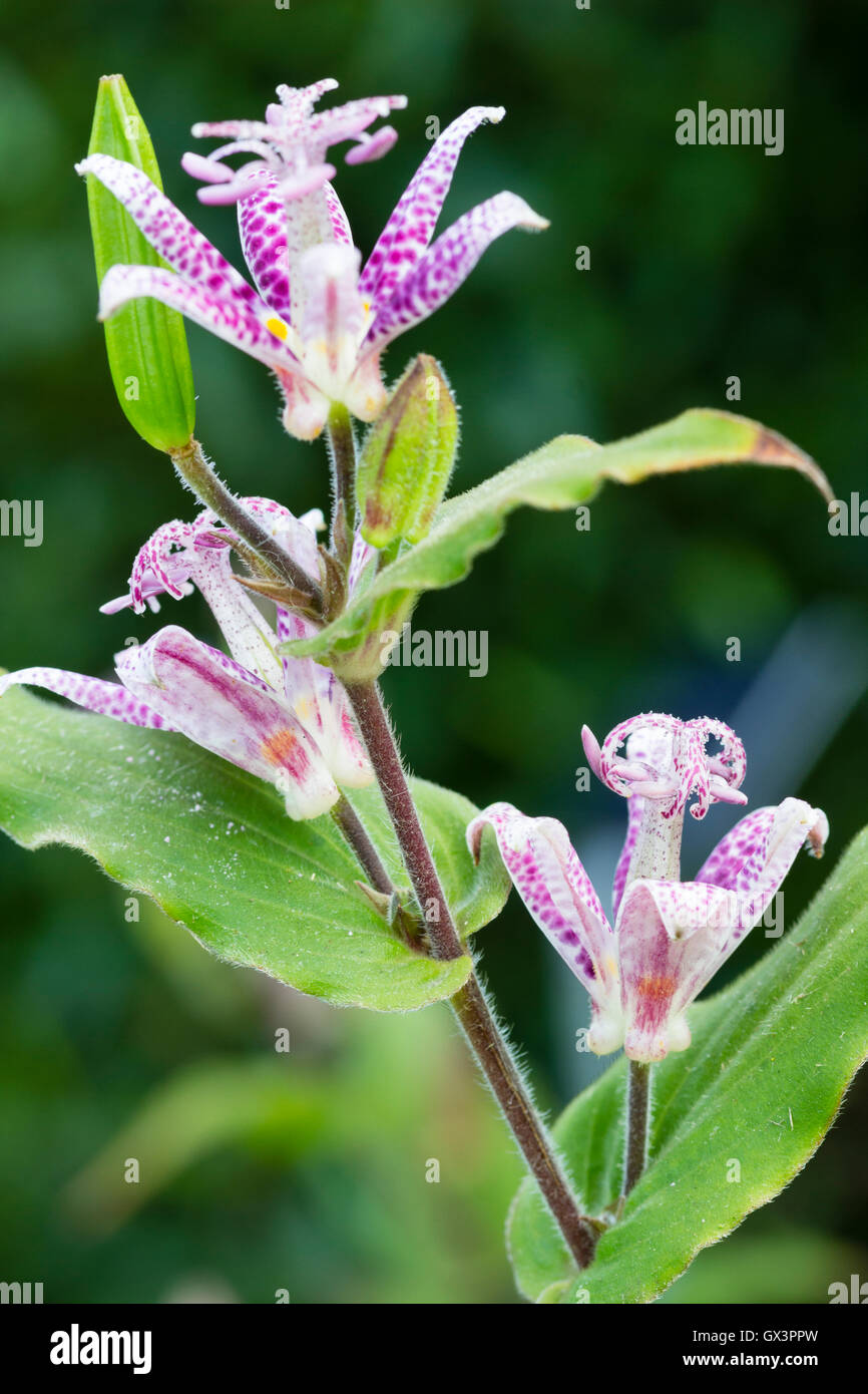Early autumn flowers of the toad lily, Tricyrtis 'Lilac Towers' Stock Photo