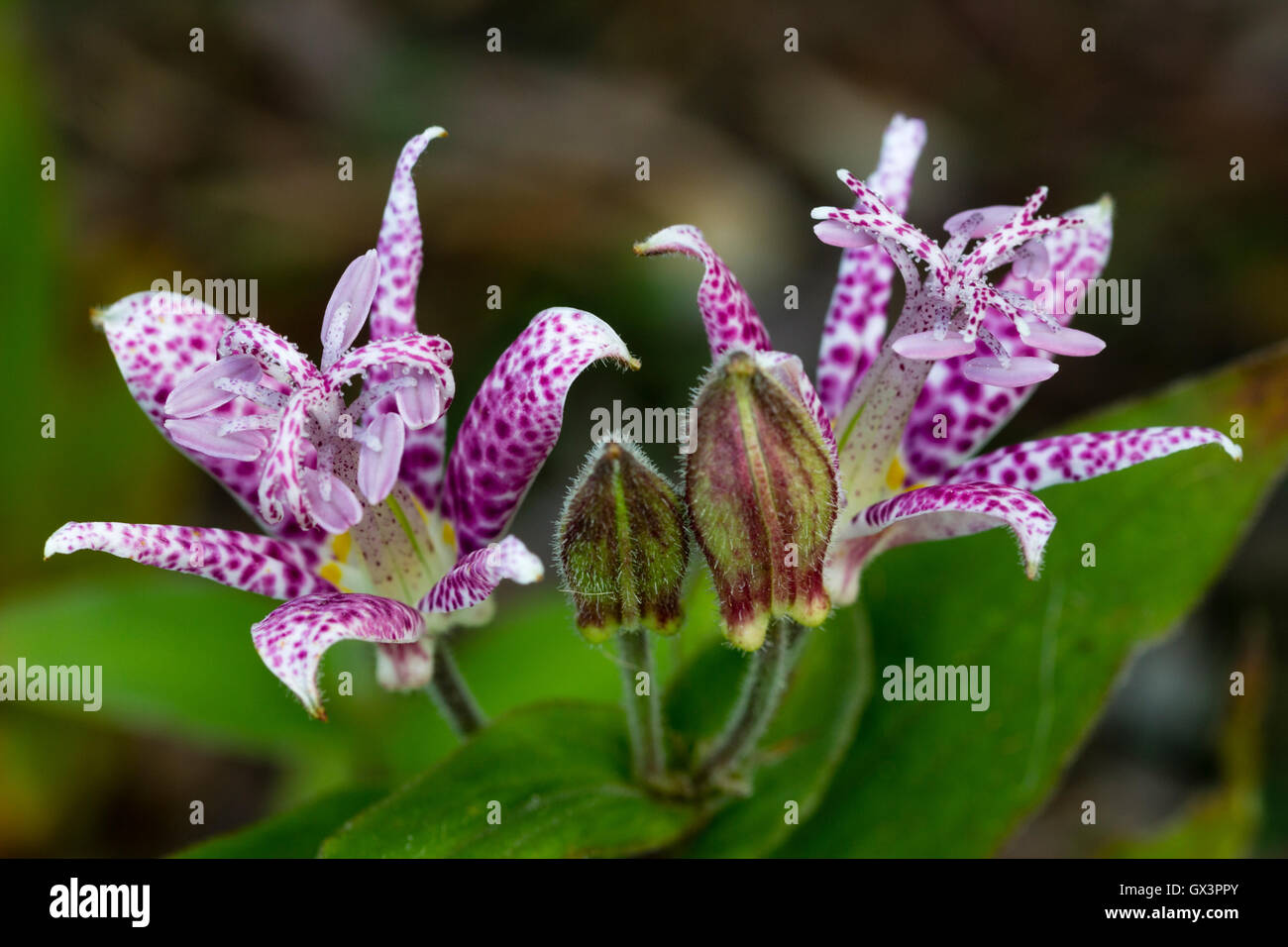 Early autumn flowers of the toad lily, Tricyrtis 'Lilac Towers' Stock Photo