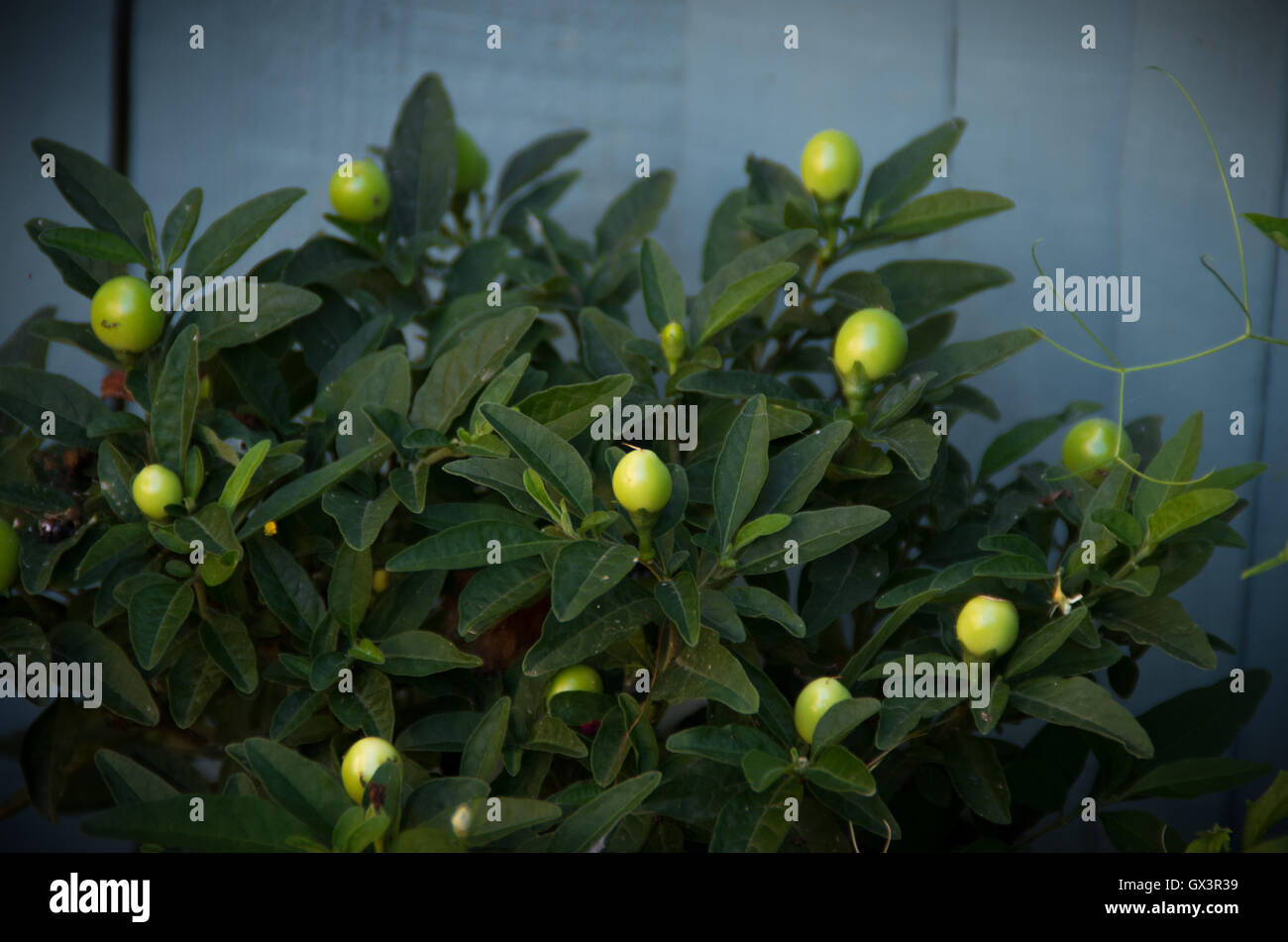 Plant flowers plants hi-res stock photography and images - Alamy