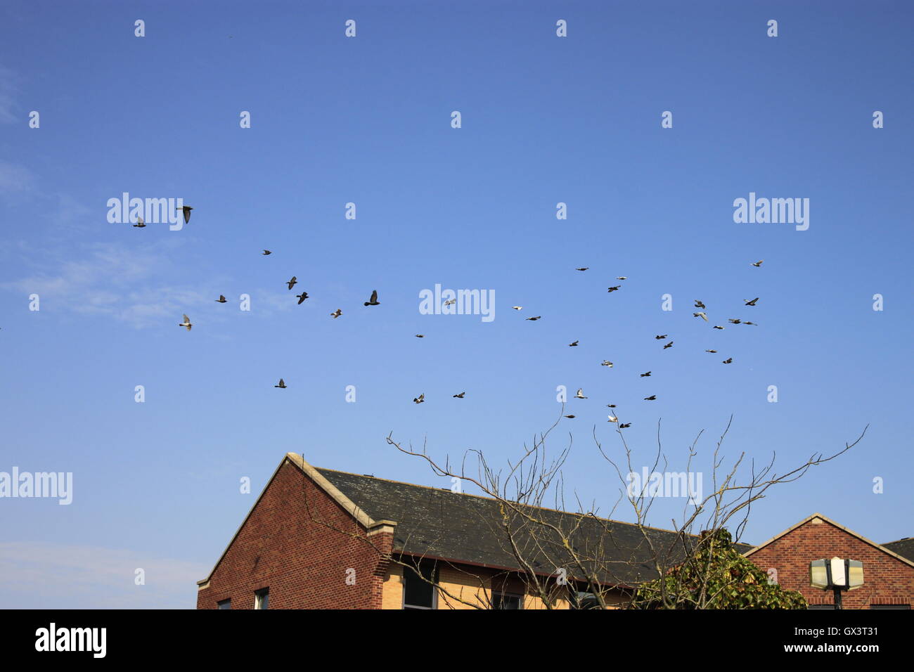 Pigeons circling and landing on modern office building against a blue sky. Stock Photo