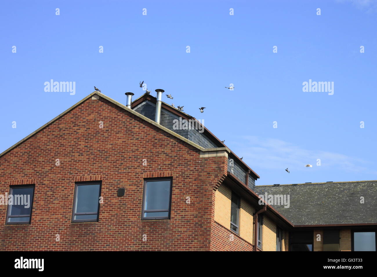 Pigeons circling and landing on modern office building against a blue sky. Stock Photo