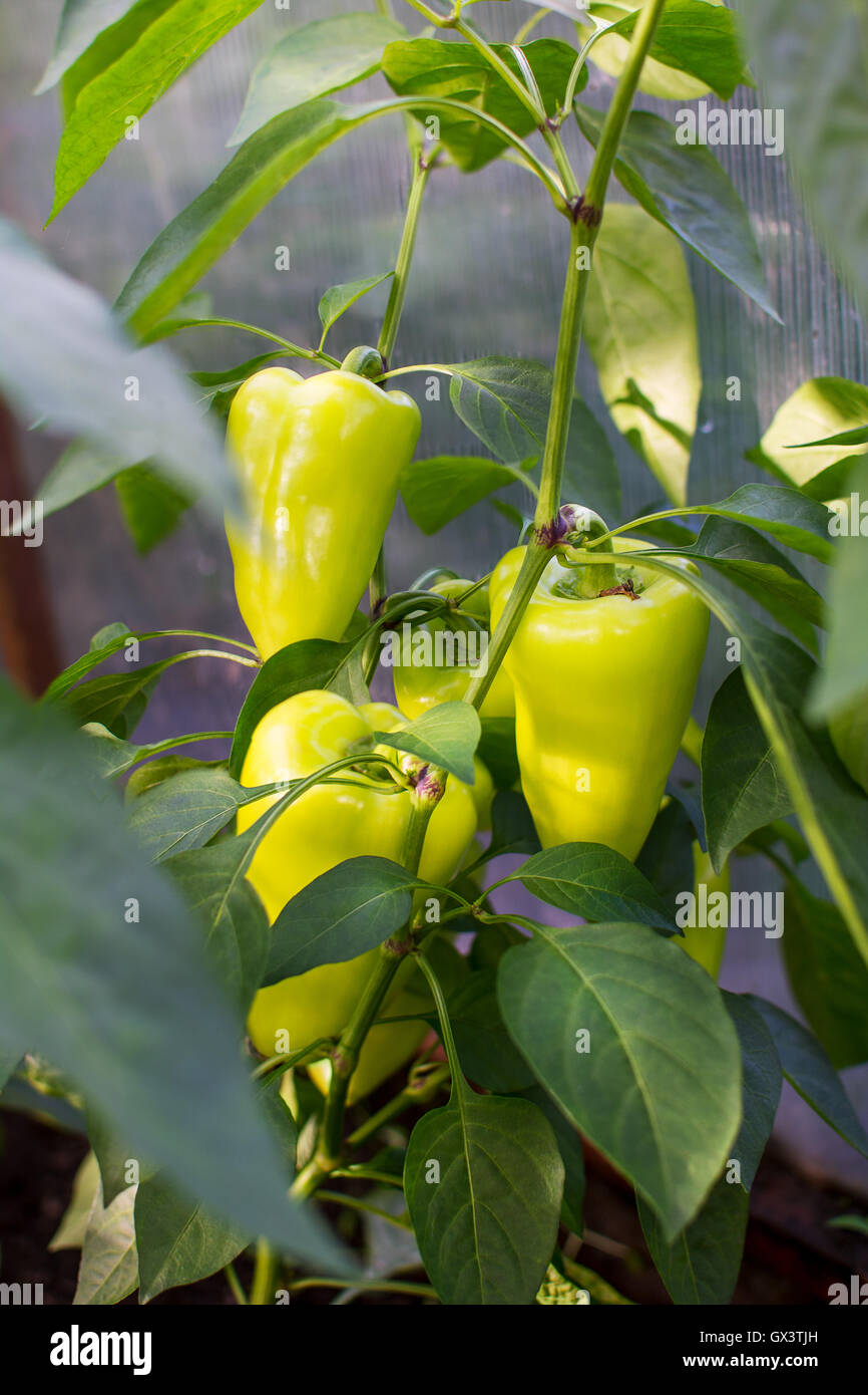Bell pepper growing in garden. Cultivated fresh vegetables. Bell paper in vegetable garden. Stock Photo