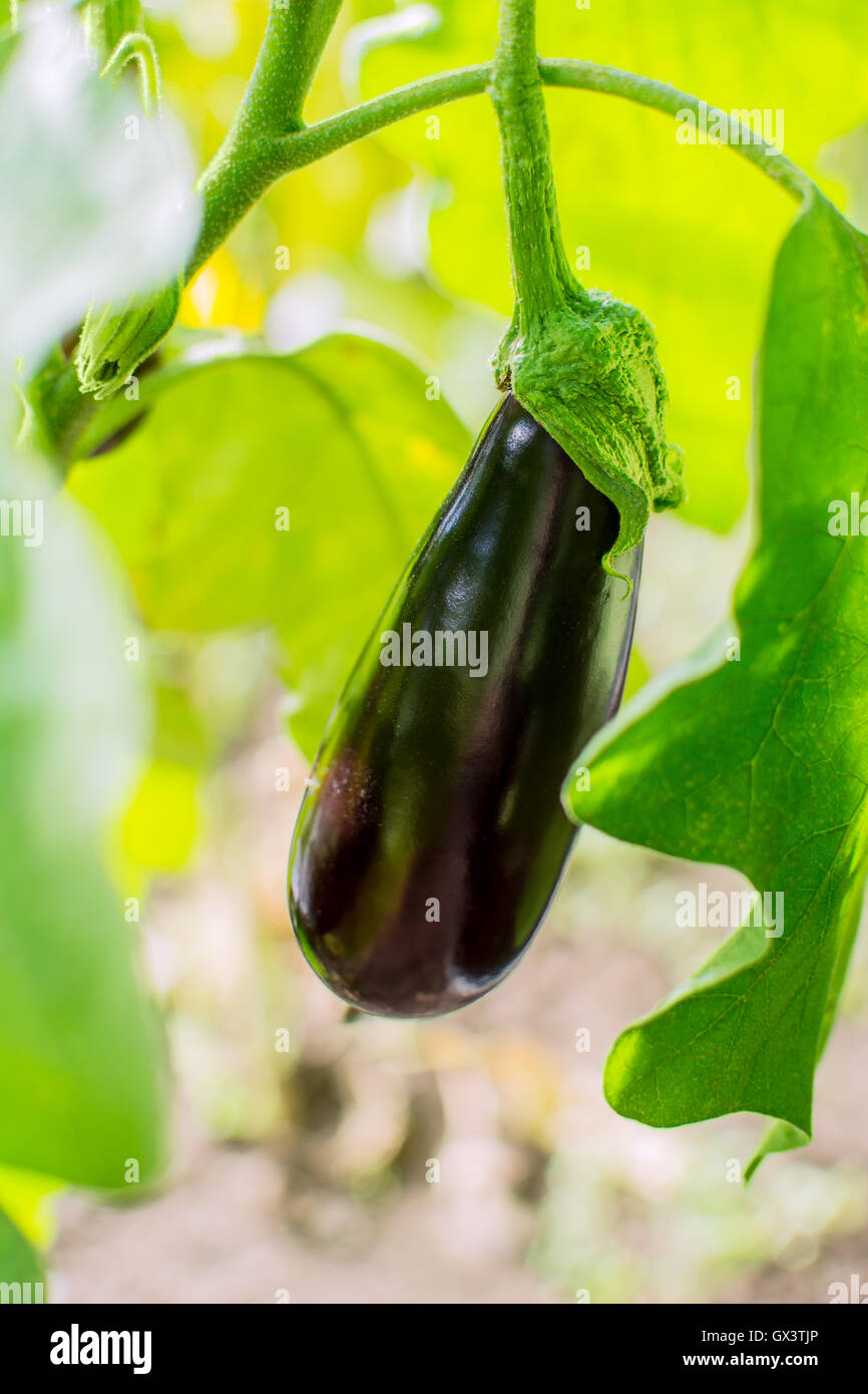 Eggplant growing in garden. Cultivated fresh vegetables. Eggplant in vegetable garden. Stock Photo