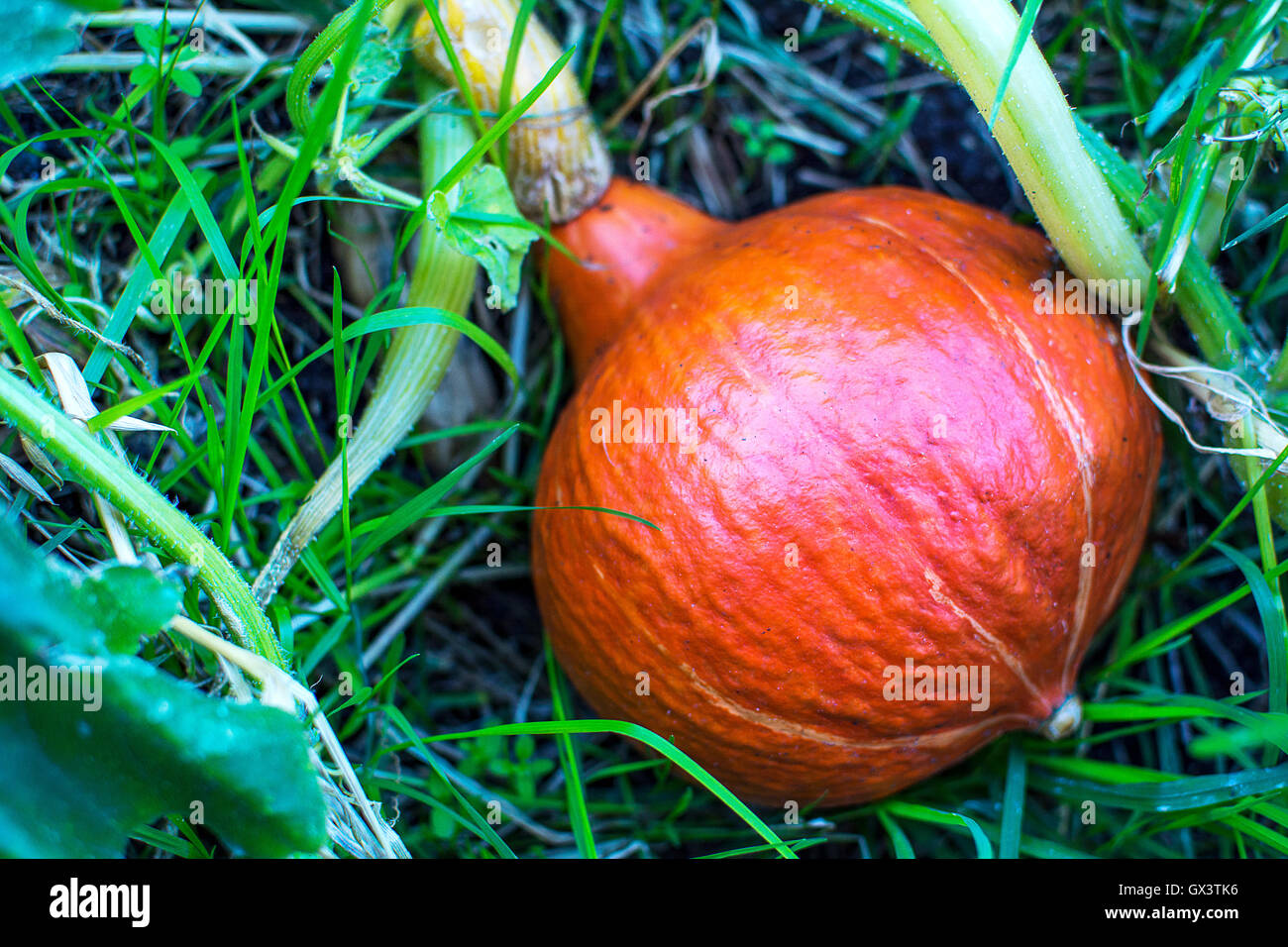 Red kuri squash growing in garden. Cultivated fresh vegetables. Ripe pumpkin in vegetable garden Stock Photo