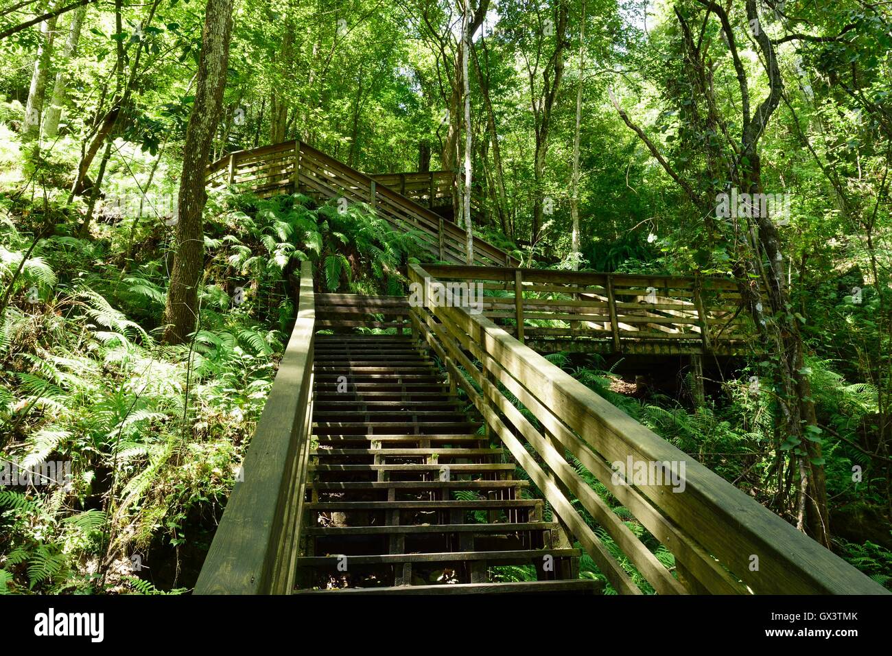 Wooden stairway out of a sink hole in Florida. Stock Photo