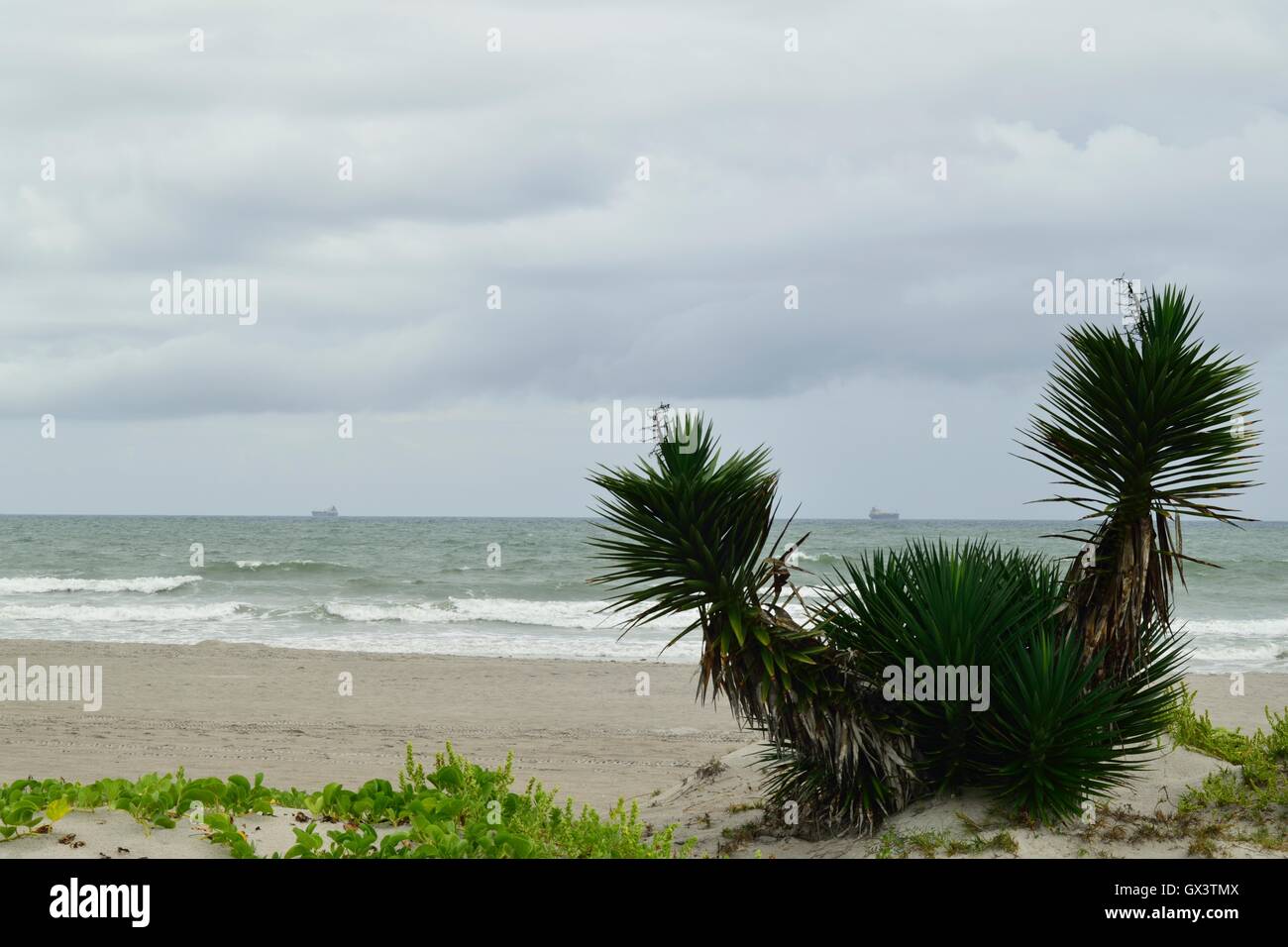 Palm tree leaves framing blue hi-res stock photography and images - Alamy