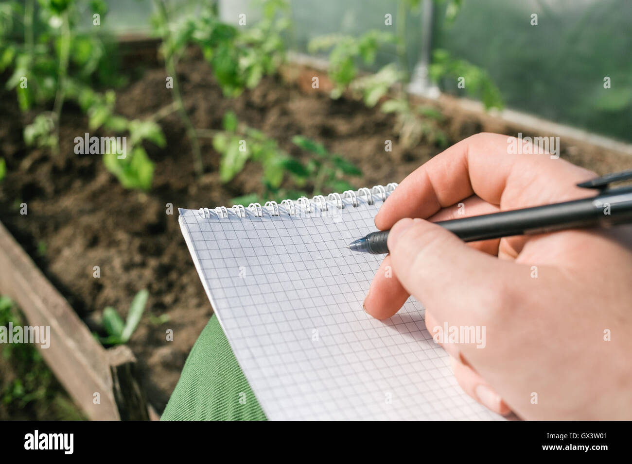Closeup hands of greenhouse worker taking notes in seedlings in nursery Stock Photo