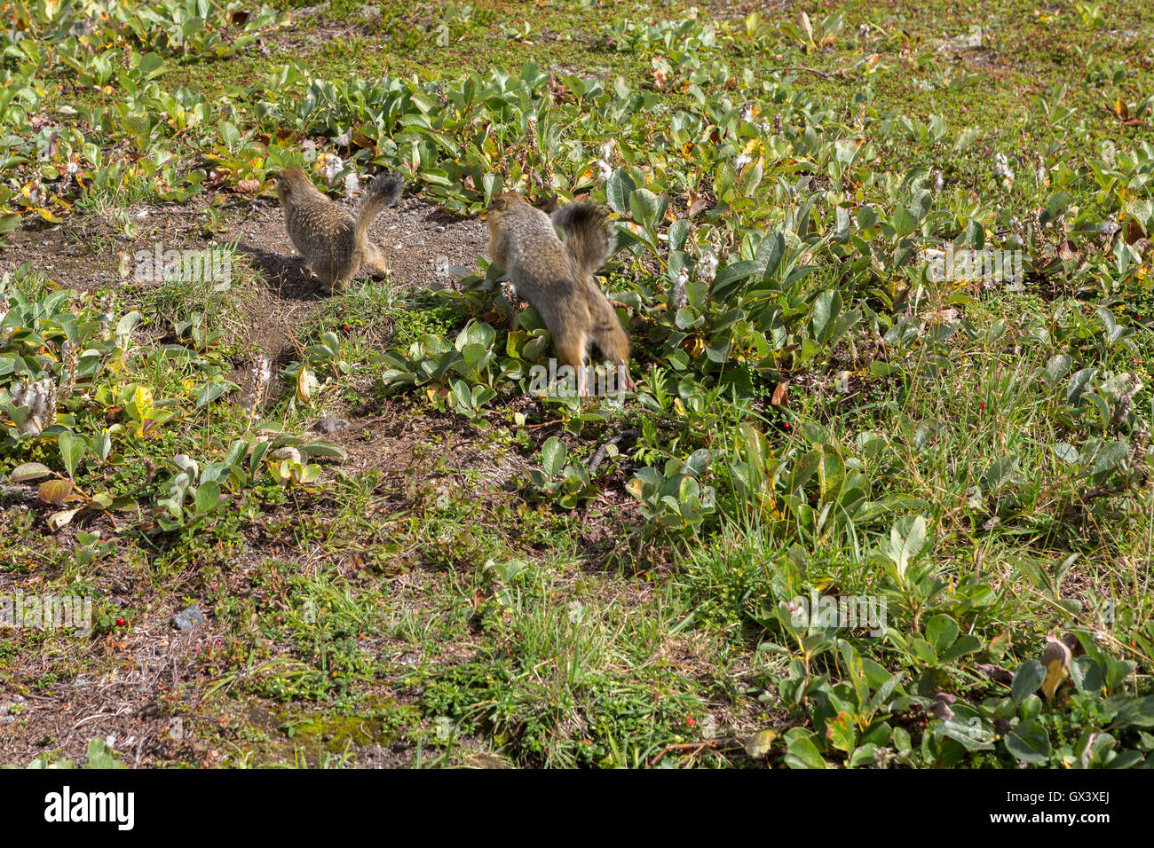 Arctic ground squirrel opponent banishes from its territory. Kamchatka. Stock Photo