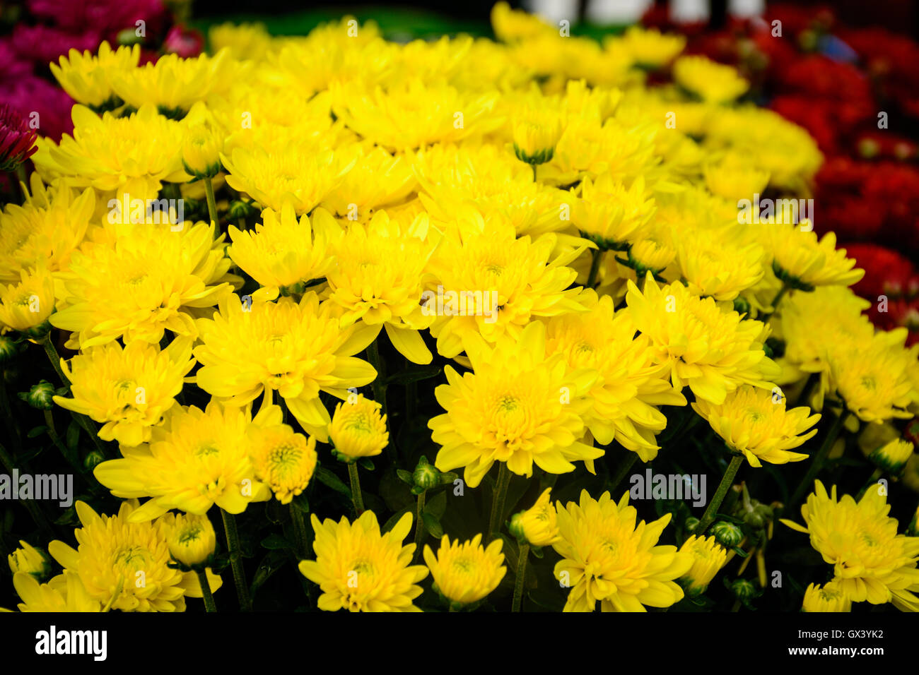 yellow chrysanthemum in autumn.  chrysanthemum is always the symbol of autumn in China. Stock Photo