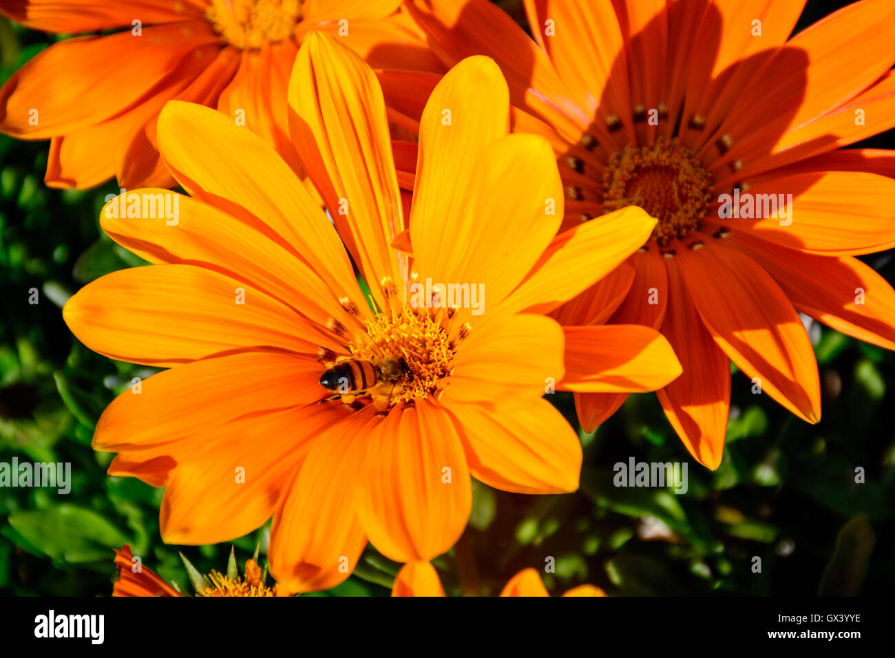 Busy Bee in the center of full boom Flower. The symbol of hard working and Harvest. Stock Photo