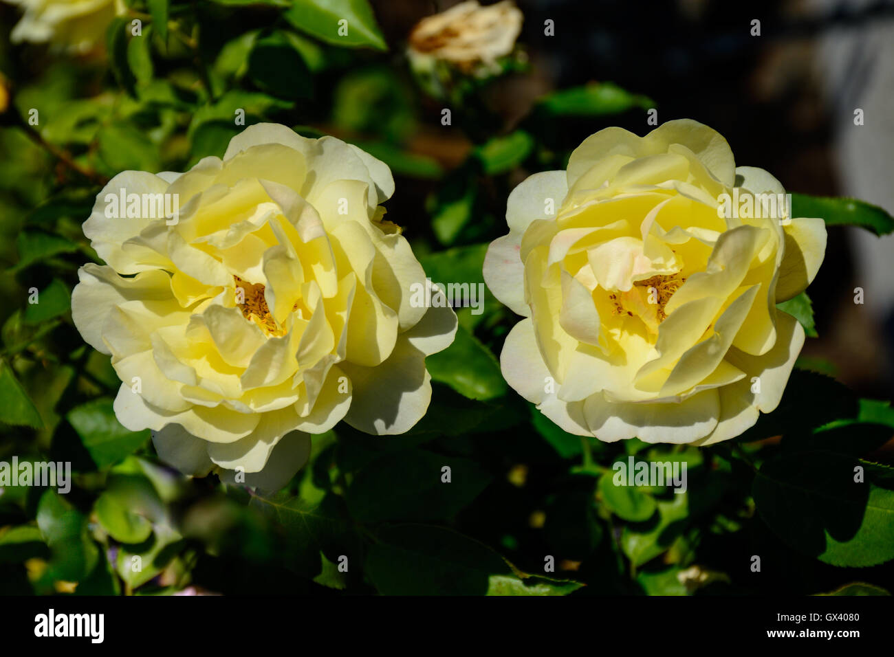 Double colorful Rose in full boom, which also is symbol for couple. Stock Photo