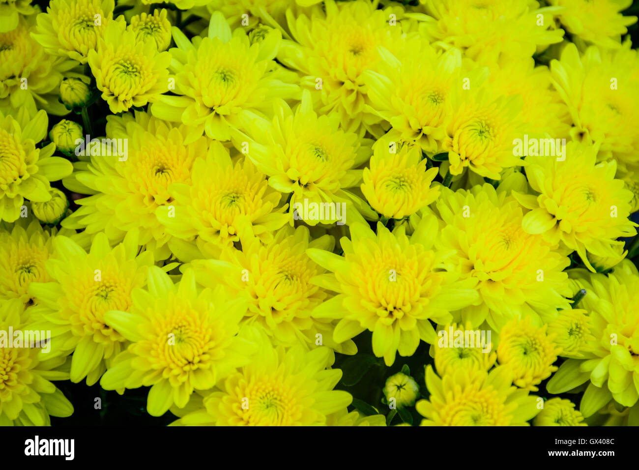 Chrysanthemum hybrid hires stock photography and images Alamy