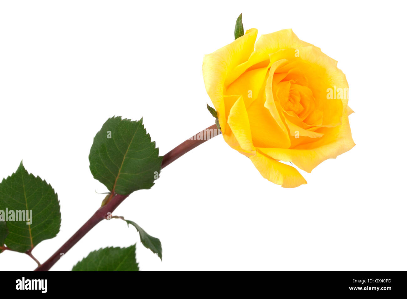 single yellow rose on a white background Stock Photo - Alamy