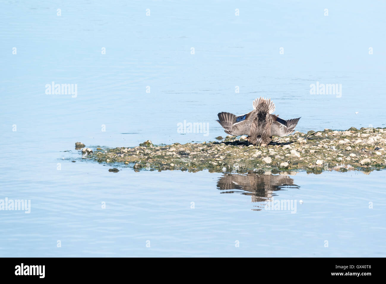 A young Mallard that has crashed landed Stock Photo