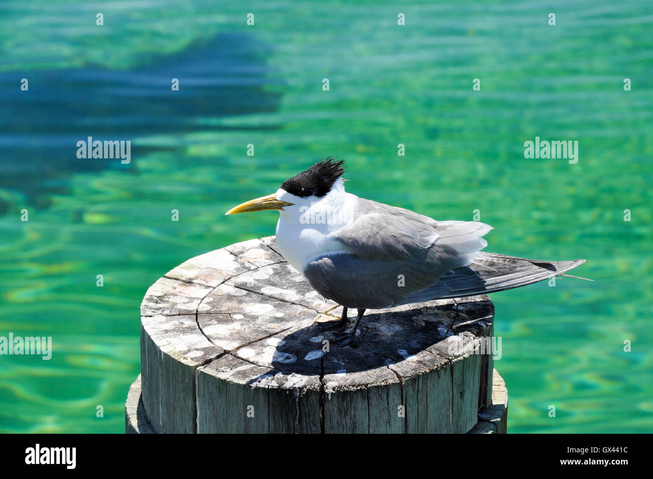 Coastal Crested Tern Bird With Black Crest And White And Grey Plumage Stock Photo Alamy Coastal Crested Tern Bird With Black Crest And White And Grey Plumage Stock Photo Alamy