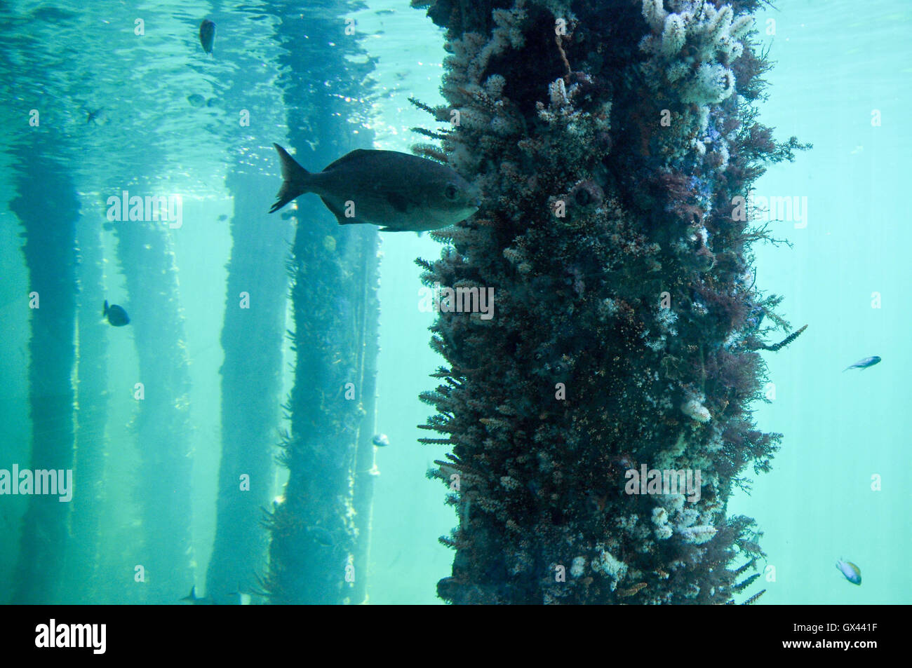 Underwater reef growing on the Busselton Jetty supports with fish in