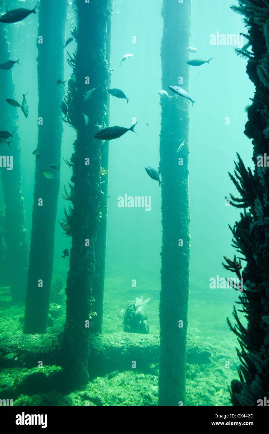 Fish swimming through the artificial reef on the Busselton Jetty legs