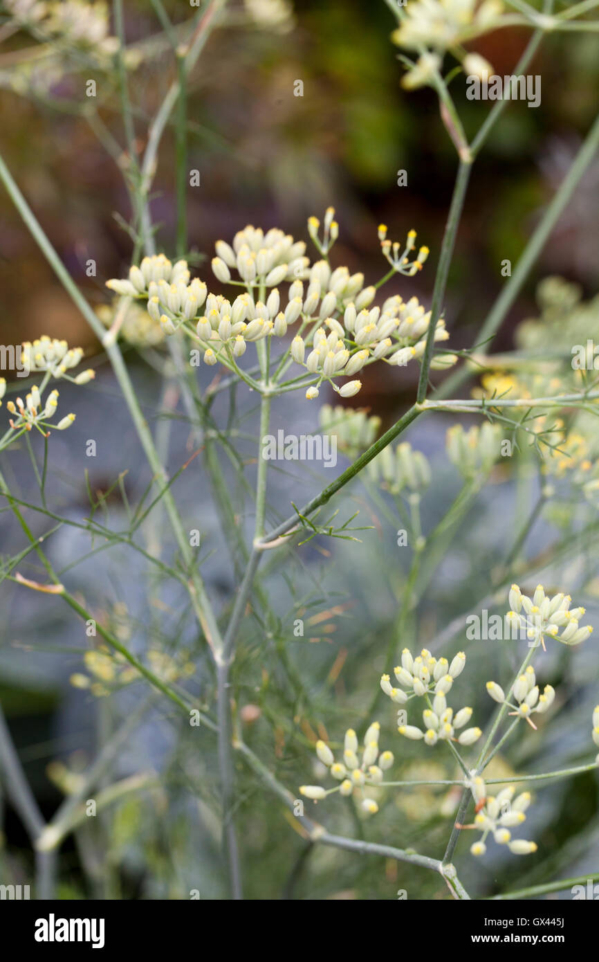 Fennel Flower Heads Stock Photo Alamy