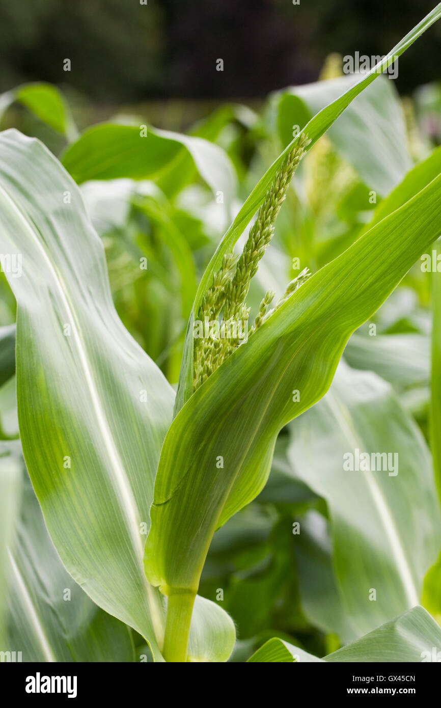 Zea mays. Male flowers on maize plant. Stock Photo