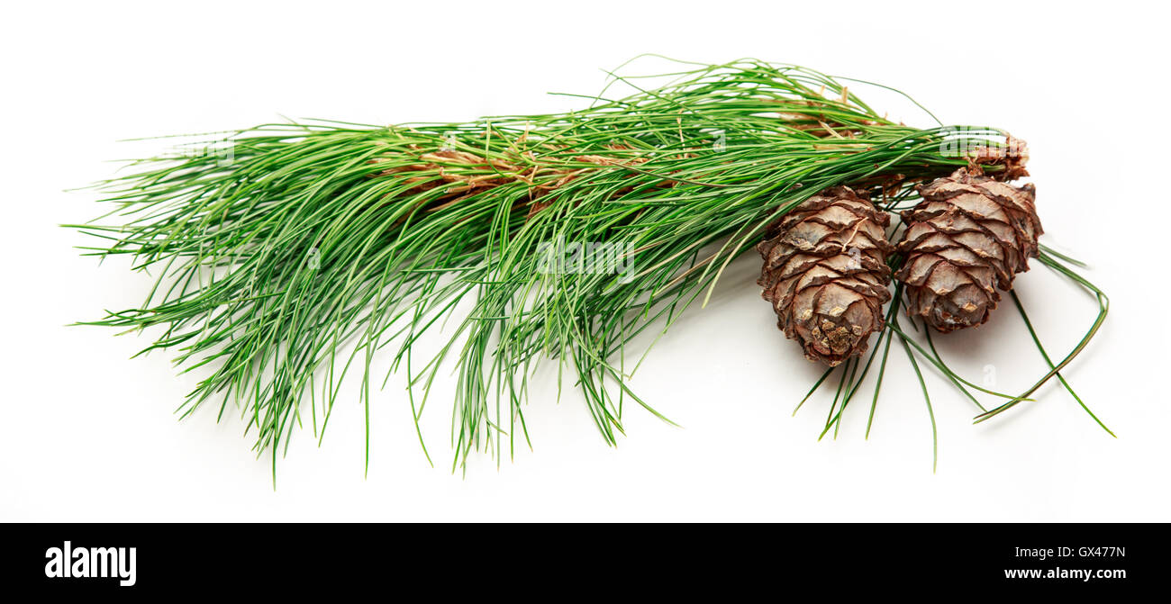 Two pine cones with fir branch on white background Stock Photo - Alamy