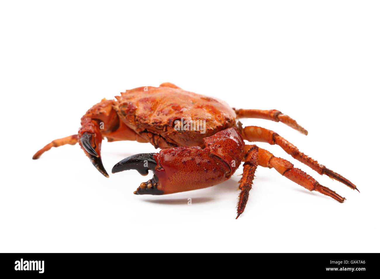 seafood red crab Stock Photo Alamy