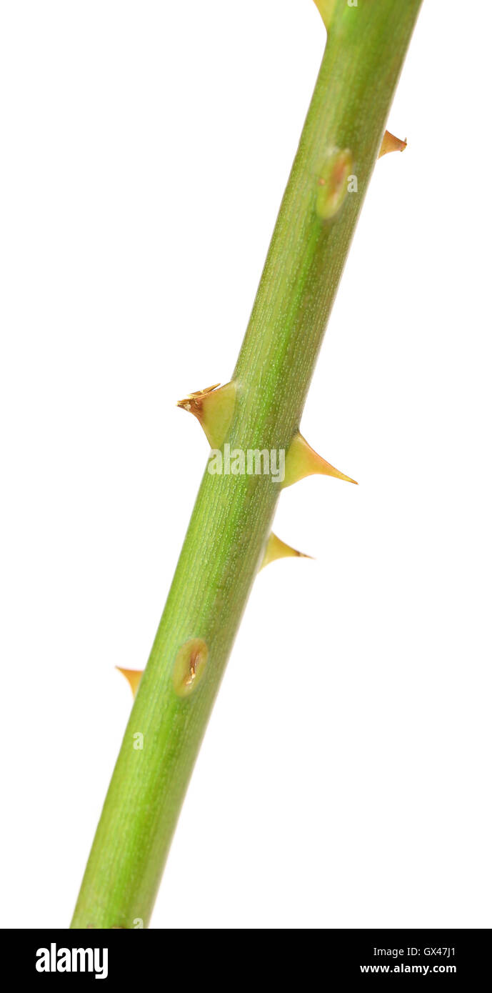 The stem of a rose with thorns Stock Photo Alamy