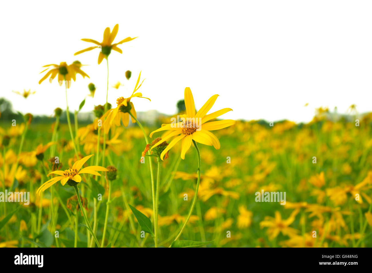 jerusalem artichokes sunflower Stock Photo Alamy