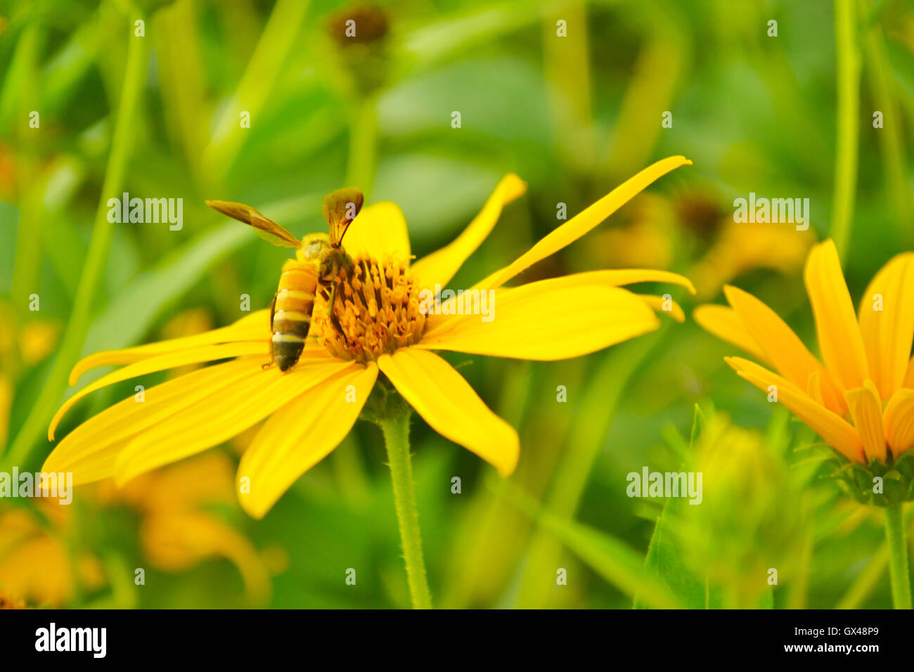 jerusalem artichokes sunflower Stock Photo Alamy