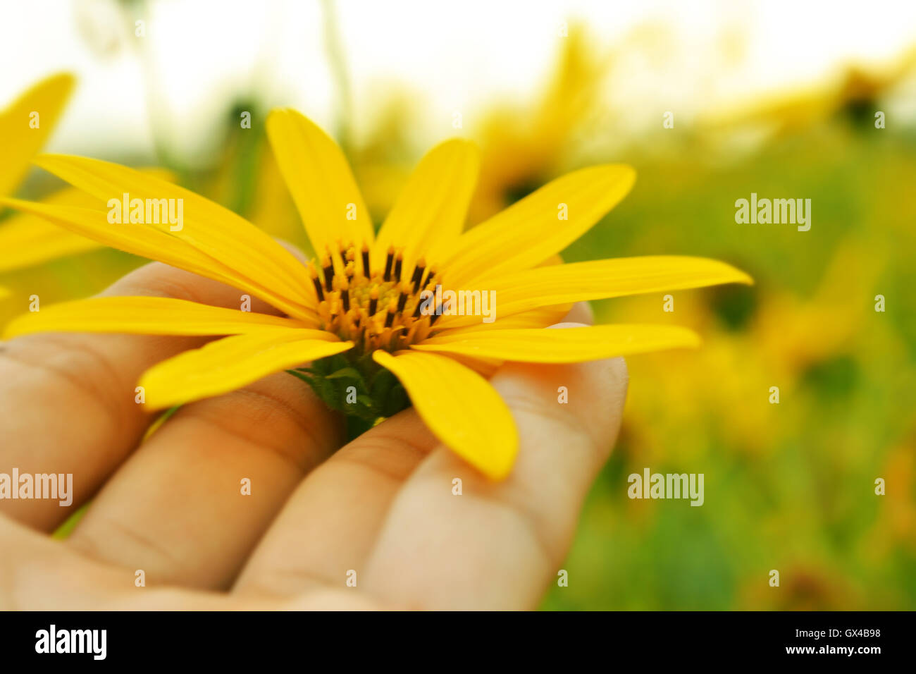 jerusalem artichokes sunflower Stock Photo Alamy
