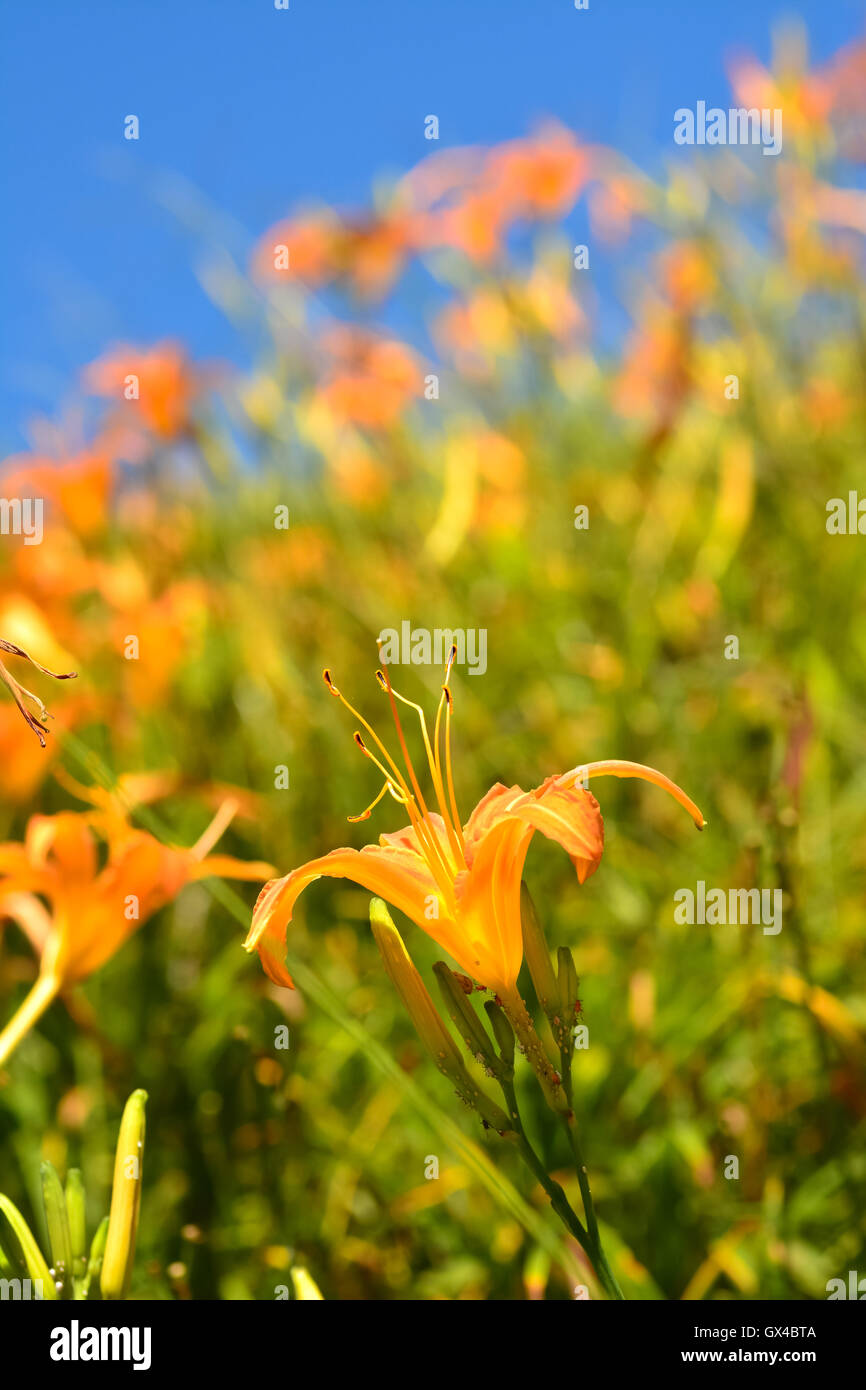 Tiger lily(Daylily) flower Stock Photo Alamy