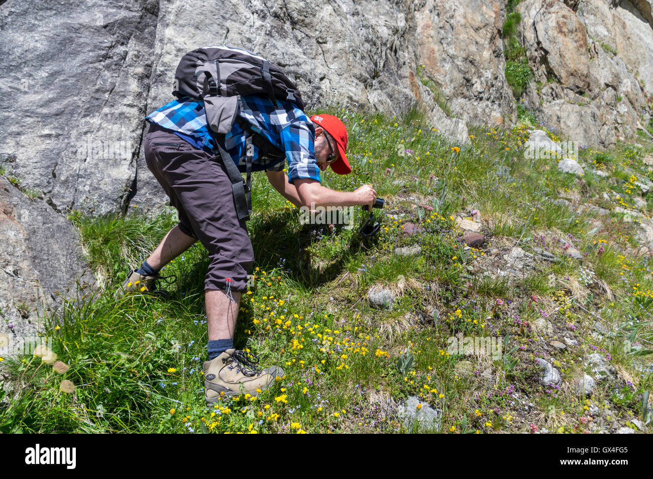 Hiker taking close-up pictures of flowers in the Swiss Alps. Stock Photo