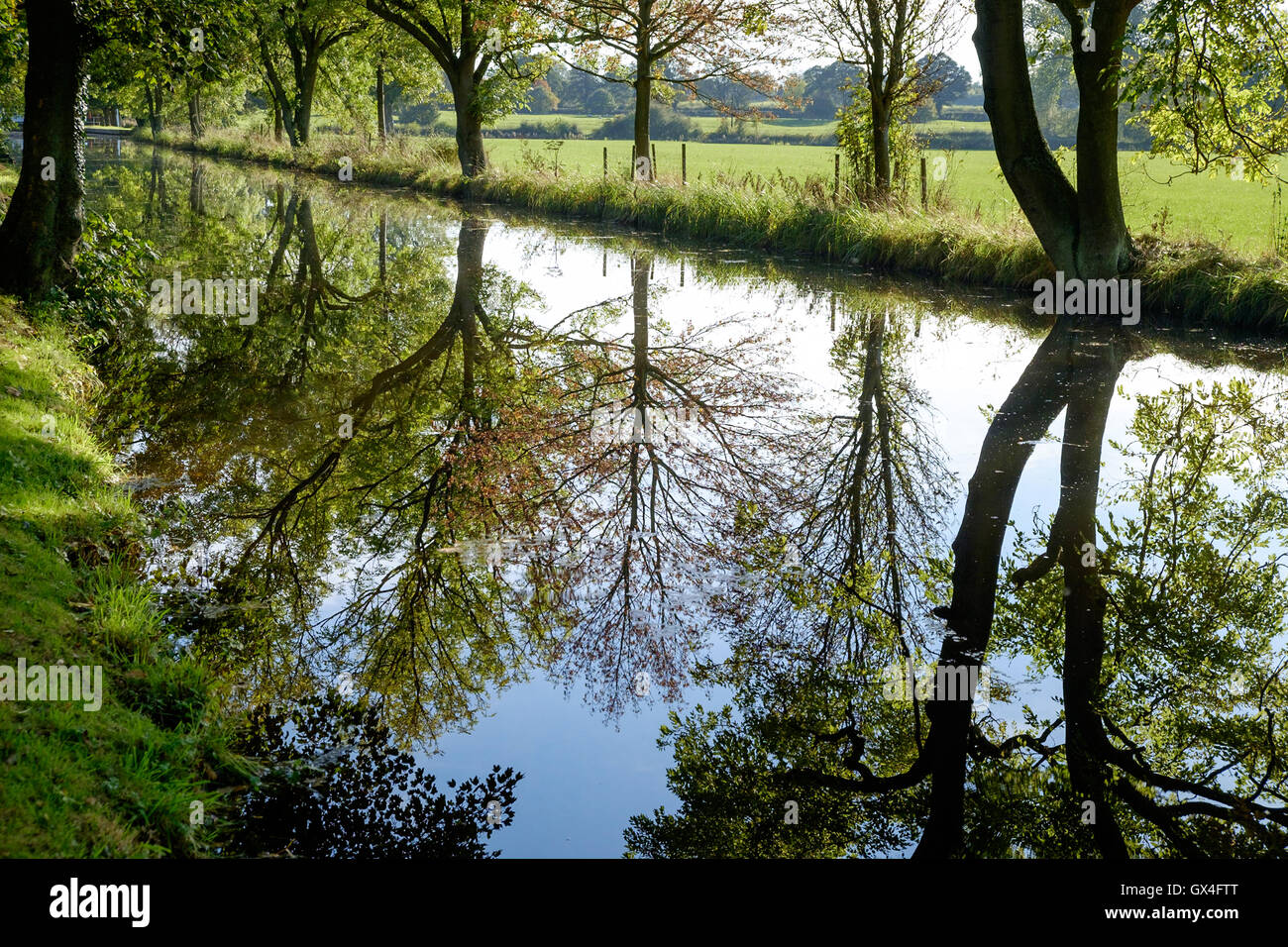 Reflections of autrum trees in the Ripon Canal near Ripon North Yorkshire, England Stock Photo