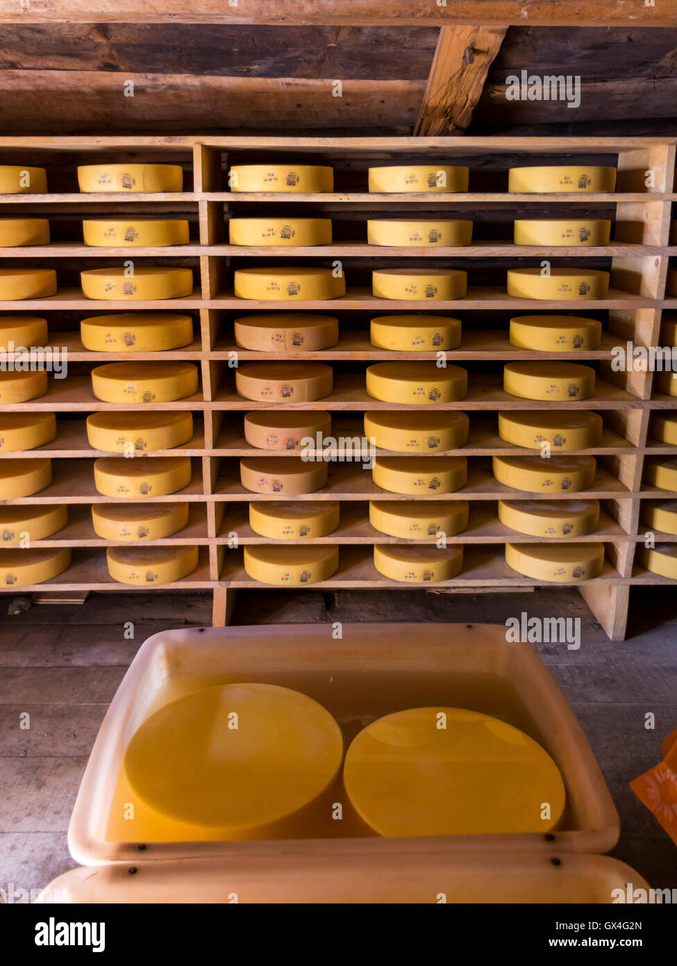 Berner Alpkäse AOP cheese wheels (about 15kg/33lbs each) aging on shelves. In the front cheese soaked in brine. Berner Oberland, Switzerland. Stock Photo