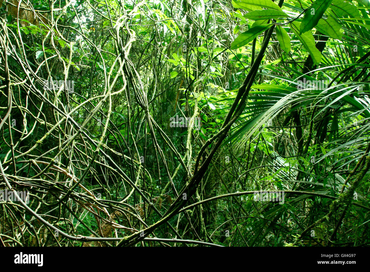 Vines and leaves in tropical jungle Stock Photo