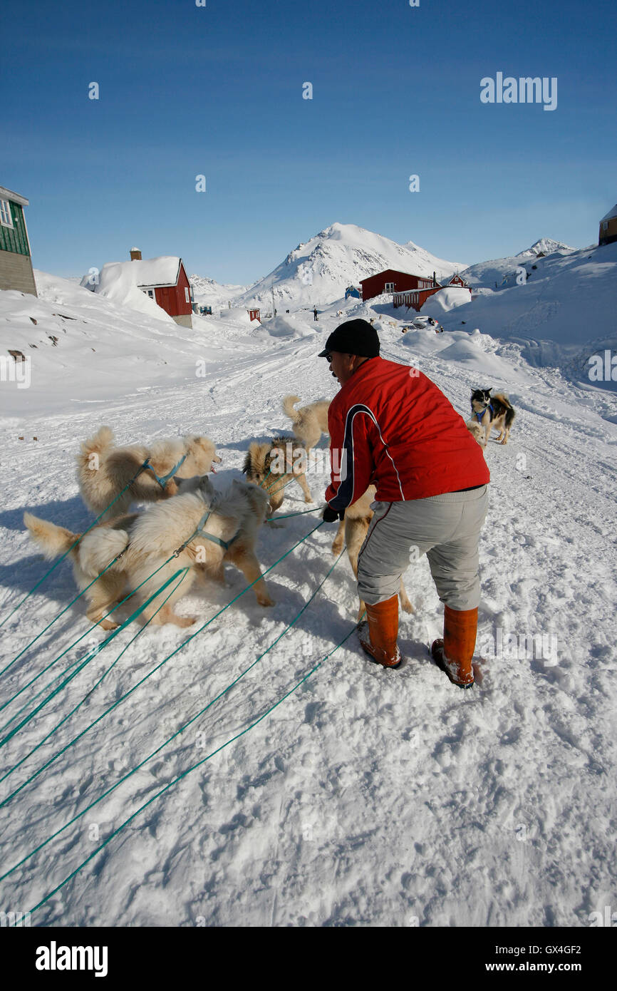 Inuit unraveling the lines of the sled dogs.Kulusuk. Greenland Stock Photo Alamy