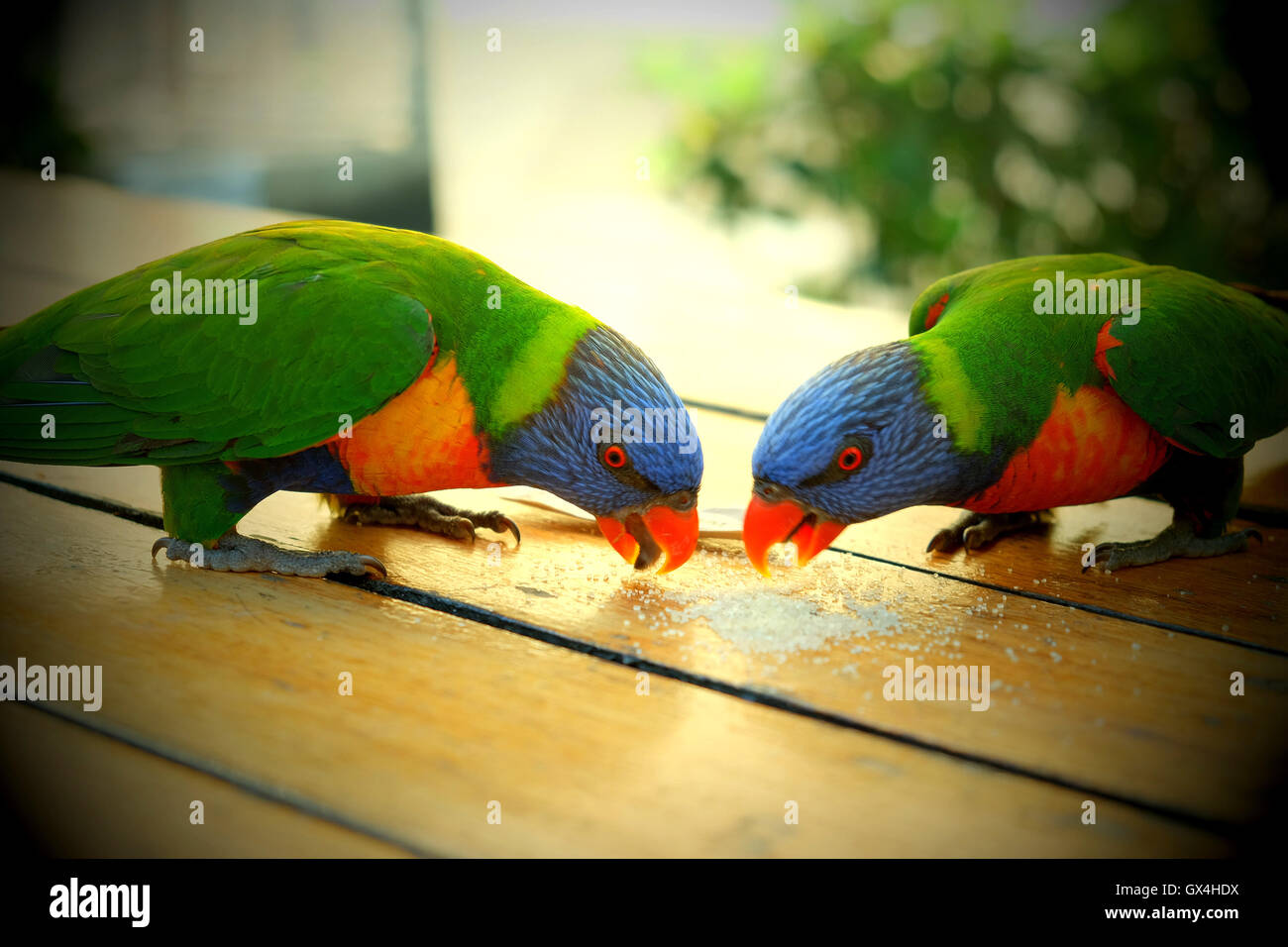 A pair of Rainbow Lorikeets eat sugar from a bar table at Circular Quay in Sydney Australia. It is not unusual for Australian wi Stock Photo