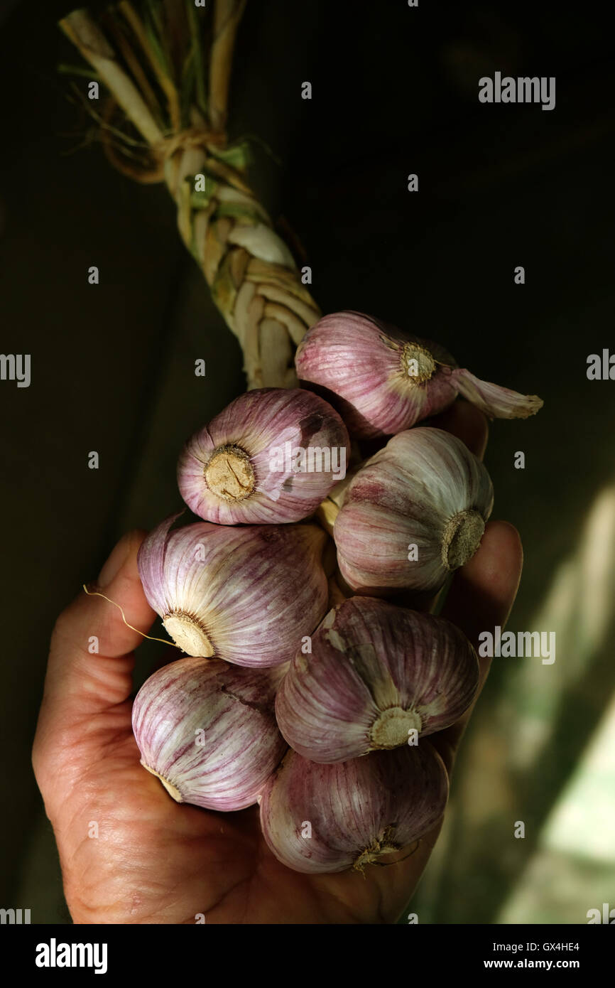 A Bunch of braided Garlic Stock Photo