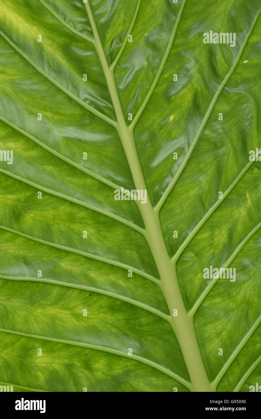 Large Green Leaf With Bright Surface Stock Photo Alamy