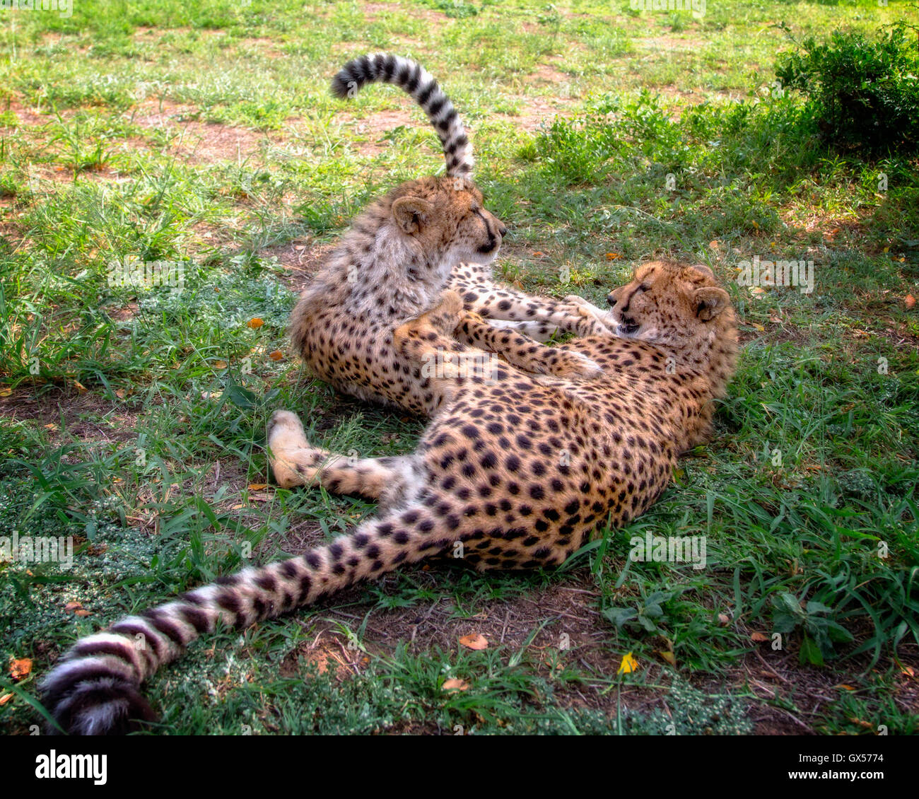 Two cheetah cubs are laying in the grass and playing at Emdoneni Cat Rehabilitation Centre in South Africa Stock Photo