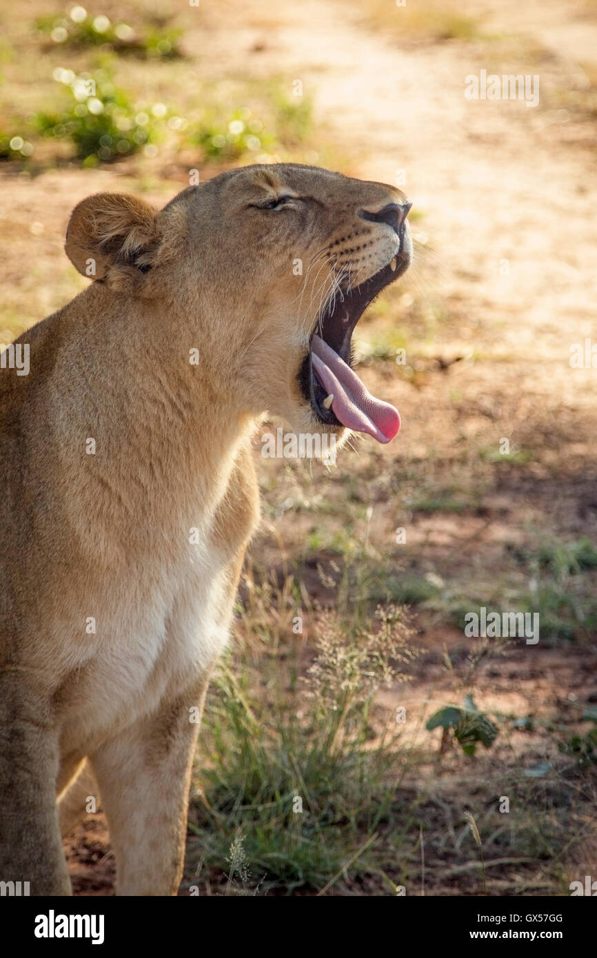 Close up of an adolescent female lion yawning in Victoria Falls, Zimbabwe Stock Photo