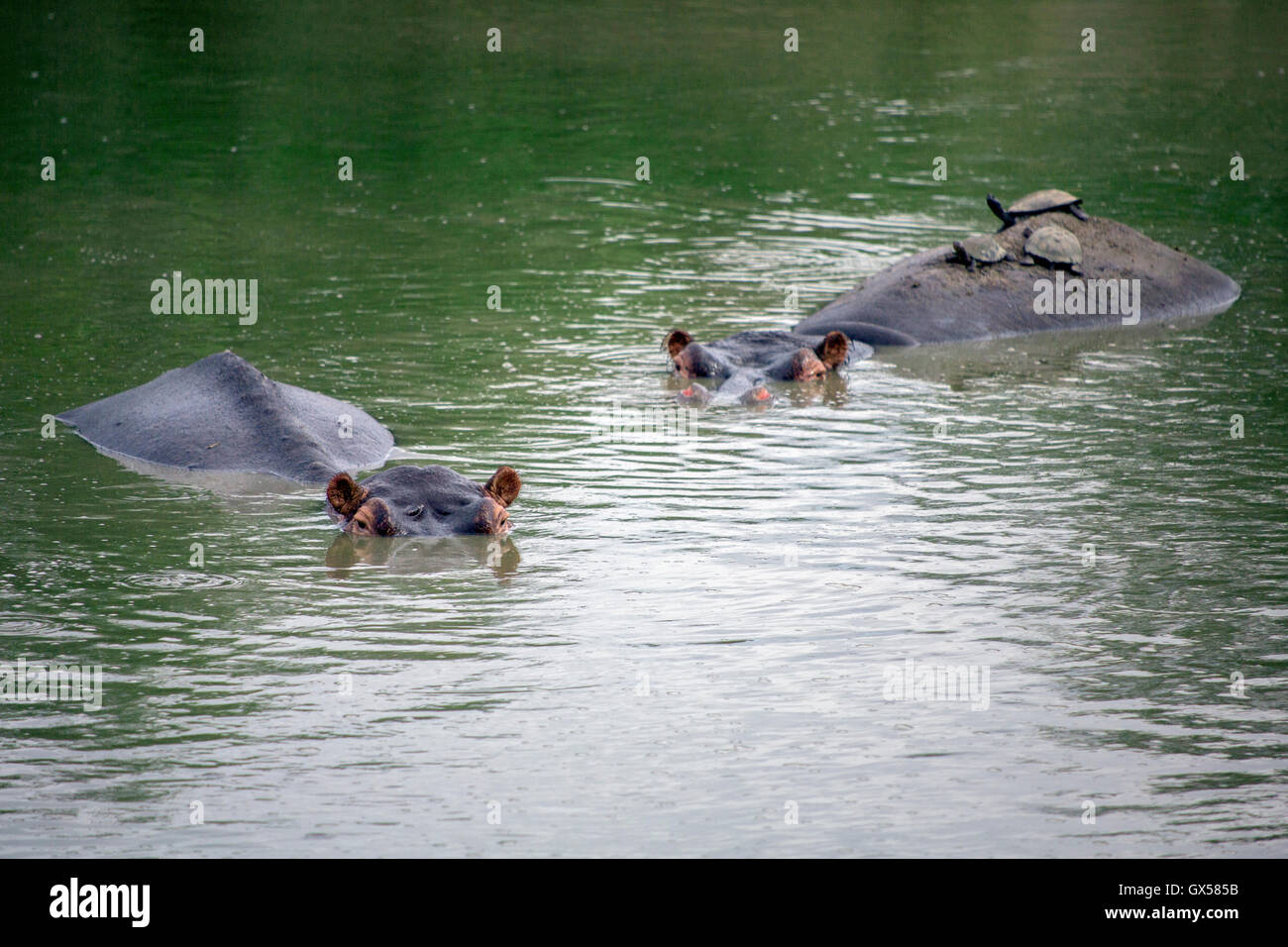 Two hippos in a watering hole with turtles on the back of one in Krueger National Park, South Africa Stock Photo