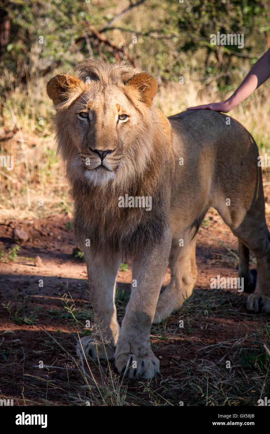 A male adolescent lion walking in Victoria Falls, Zimbabwe with a persons hand touching his back Stock Photo