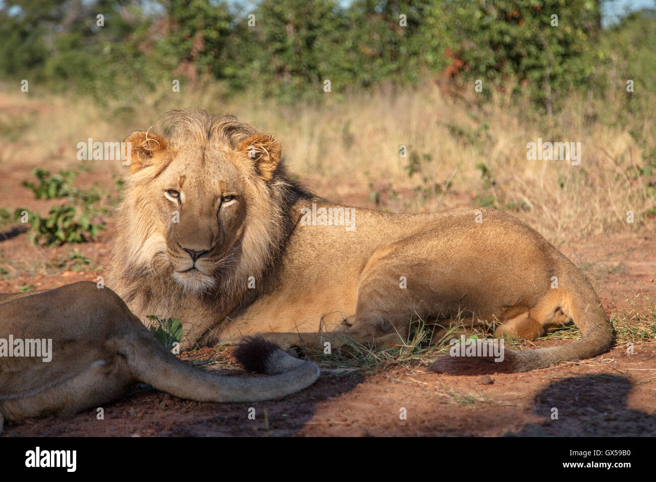 An adolescent male lion lying on the ground looking at camera in Victoria Falls, Zimbabwe. Stock Photo